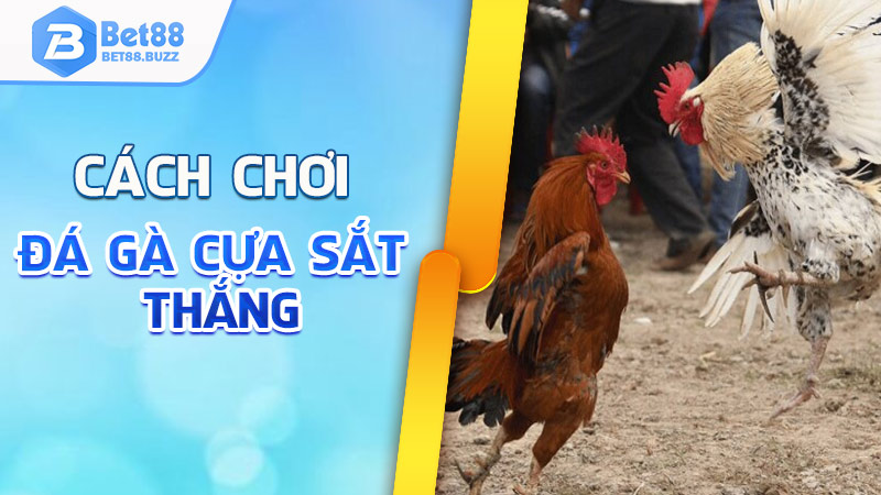 cách chơi đá gà cựa sắt