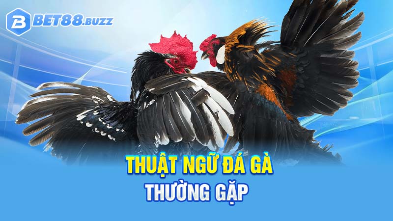 Thuật ngữ đá gà